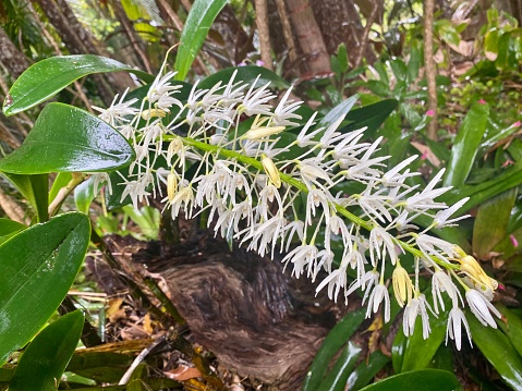 Horizontal closeup photo of a flowering native species Australian Rock Orchid with large glossy green leaves and many delicate white flowers growing in a tropical rainforest garden in Byron Bay, NSW in Spring