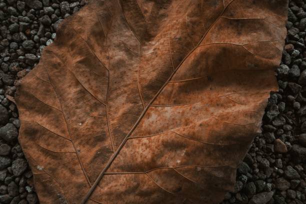 istock Dried teak leaves on gravel 1338418554