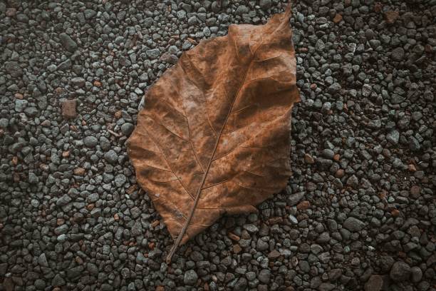 istock Dried teak leaves on gravel 1338418651
