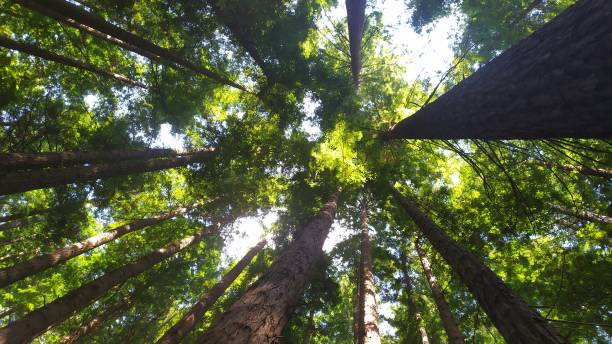 istock Natural park of sequoia trees in Cabezon De La Sal, Cantabria 1338418655