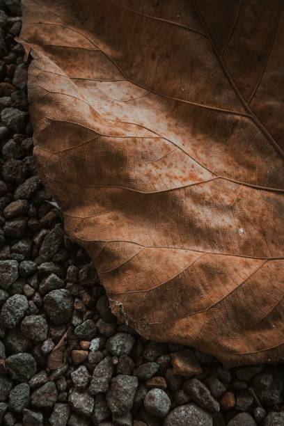istock Dried teak leaves on gravel 1338418694