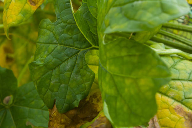 cucumber leaves
