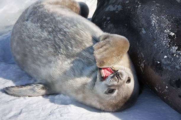 Seal rests stock photo