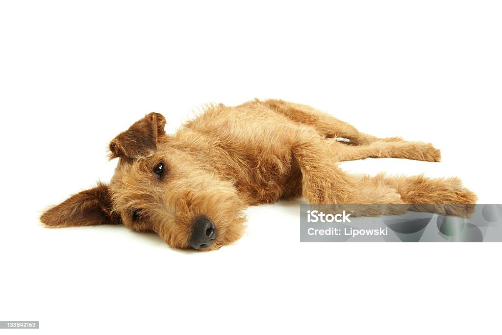 Purebred Irish Terrier - Lizenzfrei Domestizierte Tiere Stock-Foto