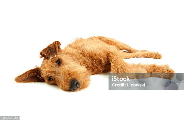 Purebred Irish Terrier - zdjęcia stockowe i więcej obrazów Białe tło - Białe tło, Fotografika, Horyzontalny