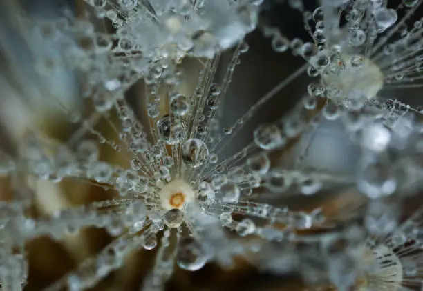 beautiful dandelionseed and dewdrop, taken at shimizu japan