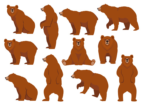 Set of Grizzly or Brown bear. Day of a brown bear. Vector illustration