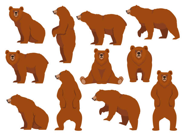 set of grizzly or brown bear - 熊 幅插畫檔、美工圖案、卡通及圖標