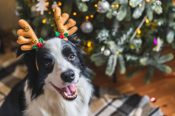 自宅の屋内背景のクリスマスツリーの近くにクリスマスの衣装鹿の角帽子を身に着けているかわいい子犬の犬のボーダーコリーの面白い肖像画。休日の準備。ハッピーメリークリスマスコン� - deer season ストックフォトと画像