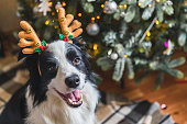 Funny portrait of cute puppy dog border collie wearing Christmas costume deer horns hat near christmas tree at home indoors background. Preparation for holiday. Happy Merry Christmas concept