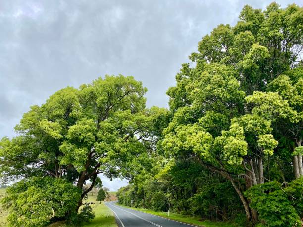 istock Camphor Laurel Tree-Lined Country Road 1338422962