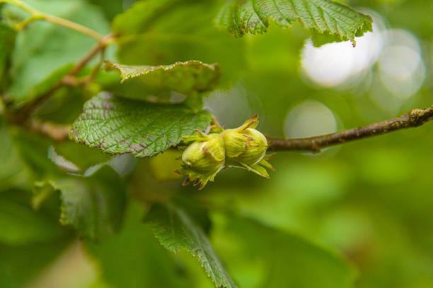 istock Close-up of 2 green Hazelnuts 1338427010