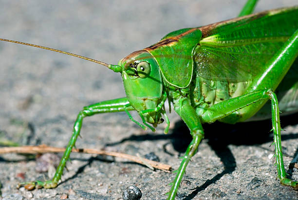 istock Green locust on the ground 133842724
