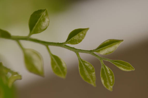 istock Macro detailed view of a small branchlet from below with defocused background 1338427325