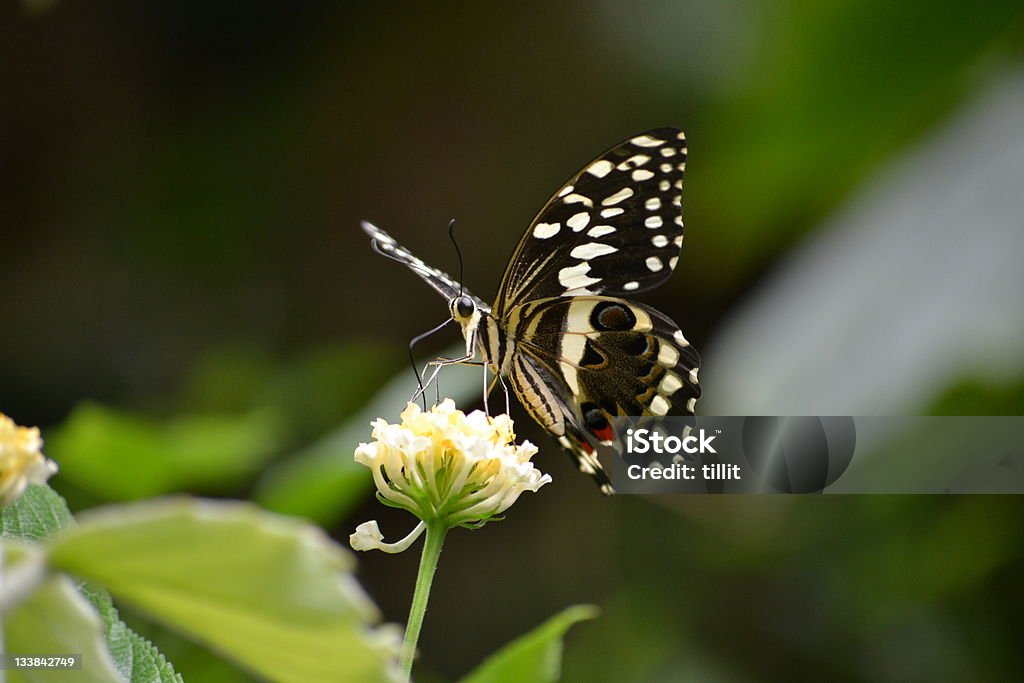 butterfly with big eyes Animal Body Part Stock Photo