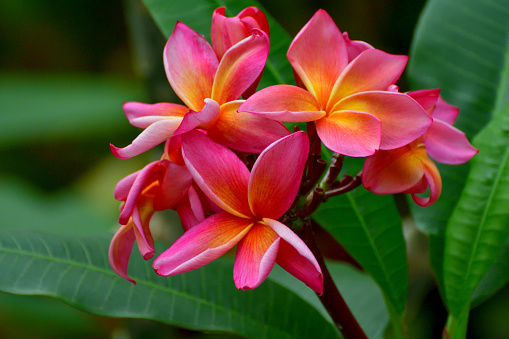 Plumeria/Frangipani is tropical tree, famous for its gorgeous flowers which are used to make leis (floral garlands). In regions with cold winter, plumeria can be grown in containers and brought indoors when the weather cools in autumn.