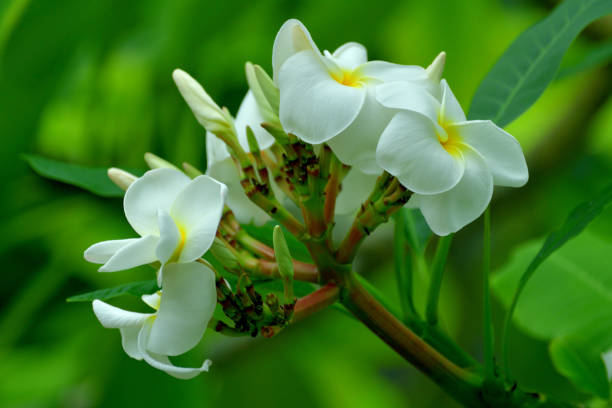 istock Plumeria / Frangipani Flowers 1338431292