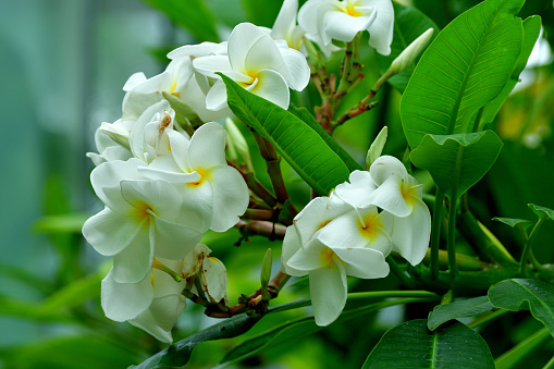 Plumeria/Frangipani is tropical tree, famous for its gorgeous flowers which are used to make leis (floral garlands). In regions with cold winter, plumeria can be grown in containers and brought indoors when the weather cools in autumn.