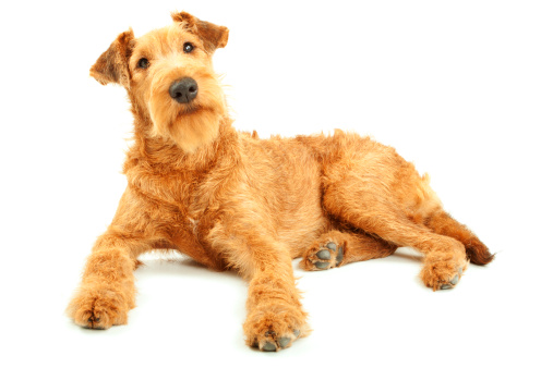 Purebred dog Irish Terrier five months old lying on a white background, focused on eyes
