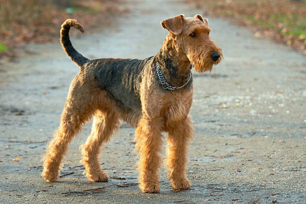 Airedale terrier Airedale terrier airedale terrier stock pictures, royalty-free photos & images