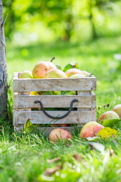 istock Fresh red apples in garden. Fruit from farmer. 1338434556