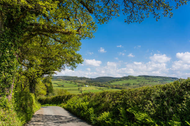 istock View of a small path surrounded with trees in the Welsh countryside 1338434574