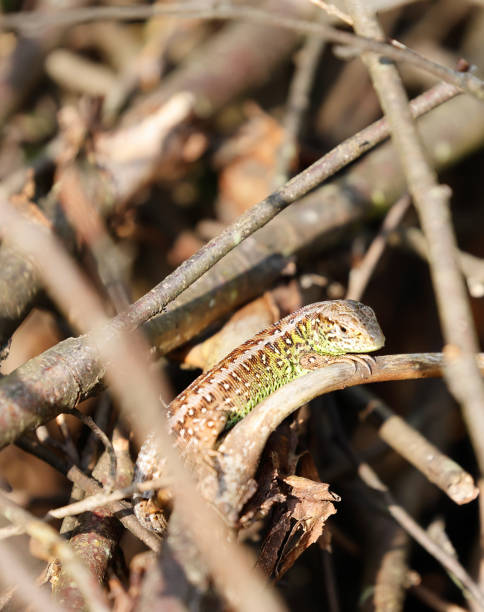 lagarto de arena (lacerta agilis) macho - lacerta agilis fotografías e imágenes de stock