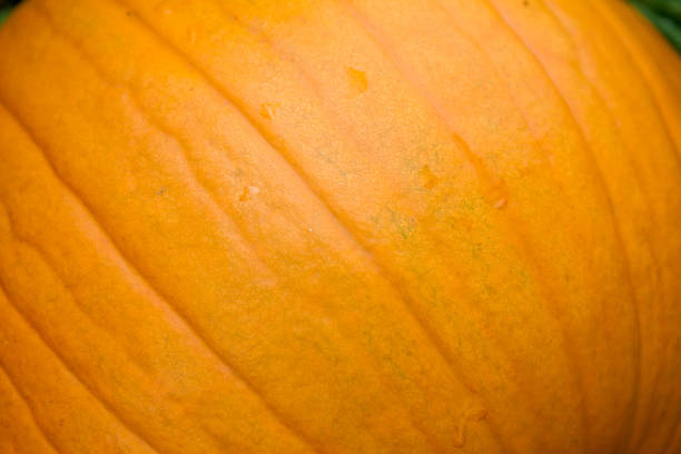istock Pumpkin in a  close up 1338435060