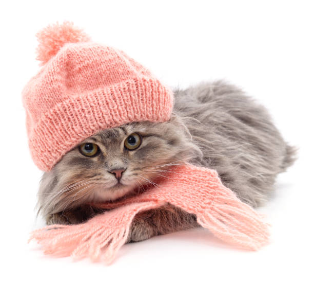 istock Kitten dressed in a knitted scarf and hat 1338435128