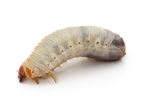 One beetle larva isolated on a white background.