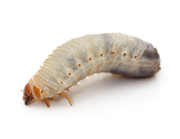One beetle larva. One beetle larva isolated on a white background. larva photos stock pictures, royalty-free photos & images