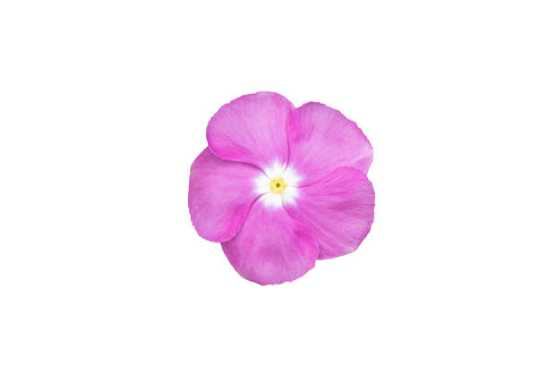 istock Image  pink flowers isolated on the white background. Image easy editable pink flowers. 1338436439