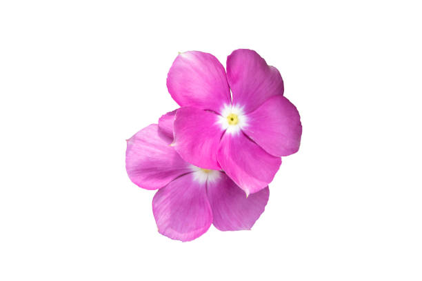 istock Image  pink flowers isolated on the white background. Image easy editable pink flowers. 1338436445