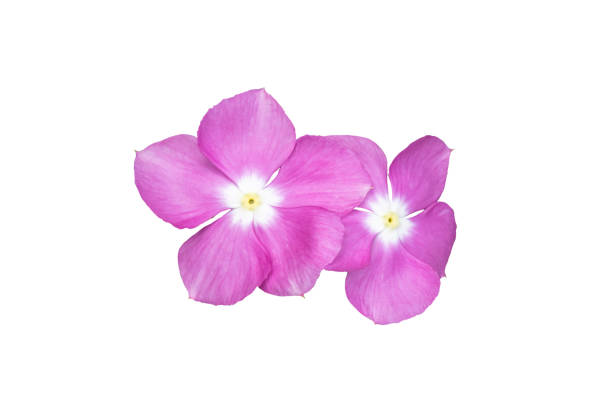 istock Image  pink flowers isolated on the white background. Image easy editable pink flowers. 1338436447