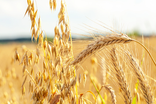 Oats and barley ears, shiny golden crops in the sun, sunlight outdoors crop field scene detail, closeup. Different types of crops backdrop, background Agriculture, earth cultivation, food industry