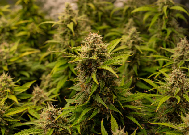 istock Marijuana Background of Bud Growing on Cannabis Plant 1338436519