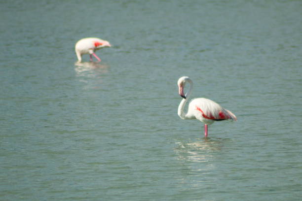 istock Pretty flamingos feeding silently in a quiet lagoon 1338439016