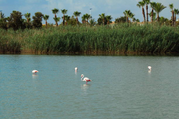 istock Pretty flamingos feeding silently in a quiet lagoon 1338439020