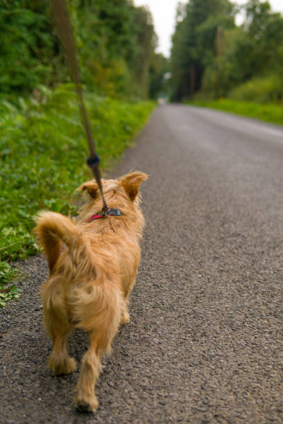 istock Walking the dog on the back roads 1338439528