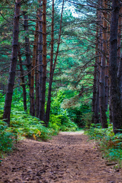 istock Surami pine forest with fern plants 1338439533