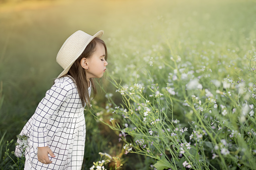 Little girl sniffs flowers. A girl in a wicker hat stands in a blooming field. The girl will add smells. A wonderful feeling is the sense of smell