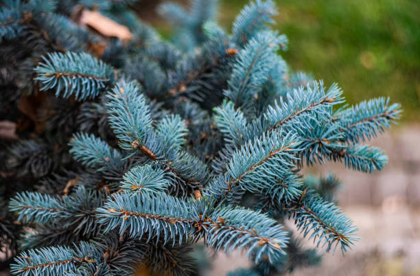 istock Summer natural background with fir tree 1338439684