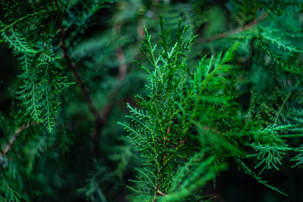 istock Close up of thuja tree 1338441031
