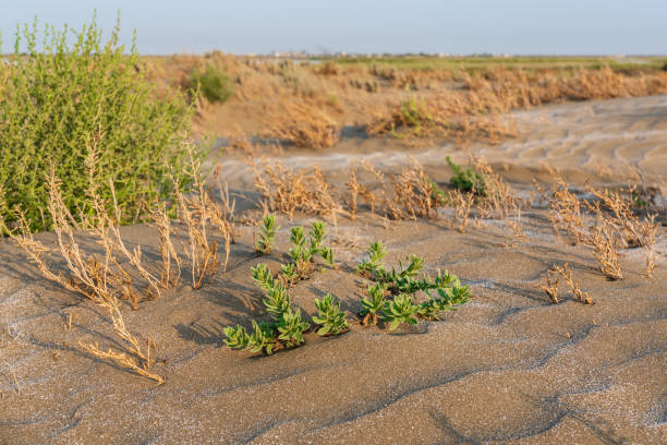 una planta verde solitaria sobrevivió en un desierto caliente - sandy brown fotos fotografías e imágenes de stock