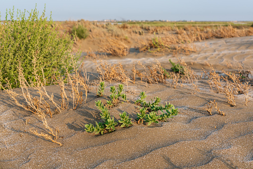 A lone green plant survived in a hot desert