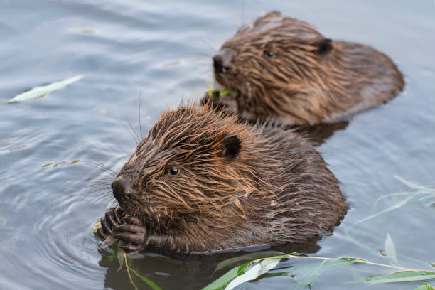 feeding beavers Young beavers are eating a willow twig, Moscow, Russia beaver stock pictures, royalty-free photos & images