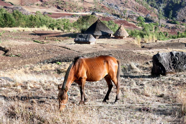 at the cuban countryside