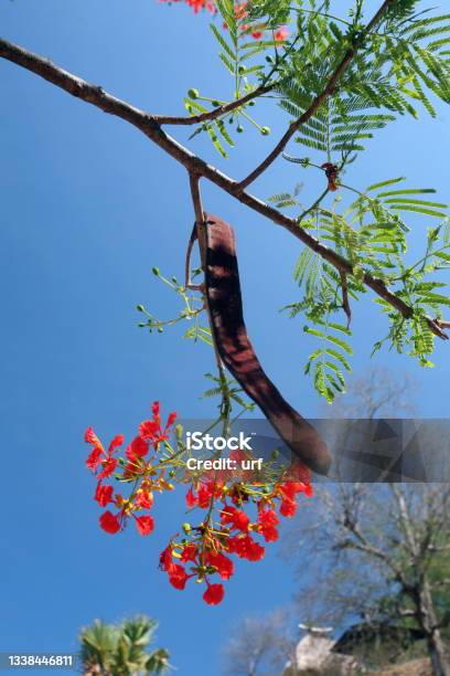 Asia East Timor Timor Leste Raca Nature Stock Photo - Download Image Now - Bean, Color Image, East Timor