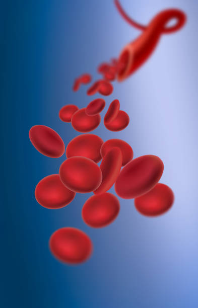 эритроциты - blood cell blood red blood cell microscope стоковые фото и изображения