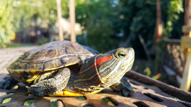 A red-eared turtle. A red-eared turtle. coahuilan red eared turtle stock pictures, royalty-free photos & images